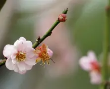 梅托希快速下坠,捷克惨败德国欧洲预选赛告终 梅托希快速下坠,捷克惨败德国欧洲预选赛告终